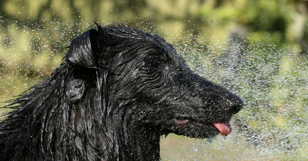 Pet Cooling Guide: Keeping Your Pet Cool This Summer
